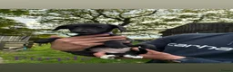 Mixed Breed dogs for sale: Bedlington whippet pups  in Harrogate - Advert 3