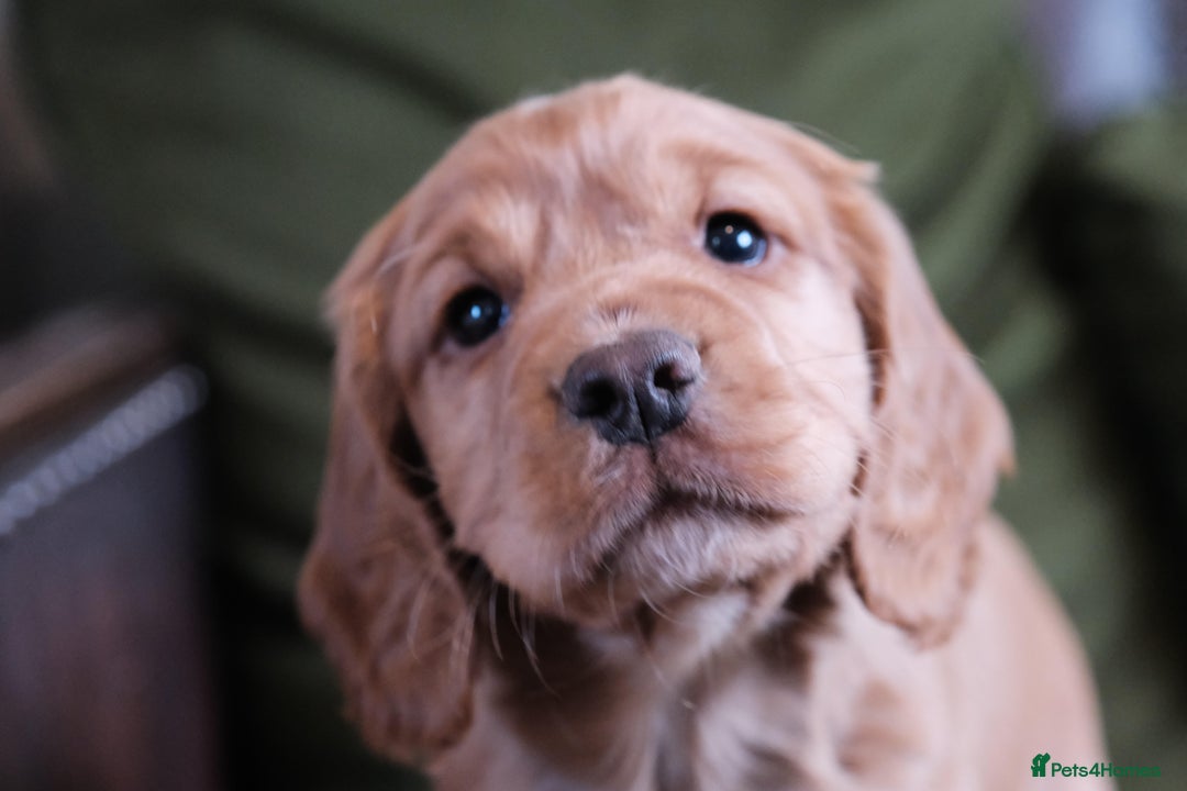 Cocker Spaniel dogs for sale: Golden / Red Working Cocker Puppy Kennel Club reg - Image 1