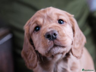 Cocker Spaniel dogs - Advert 14