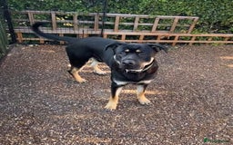 Mixed Breed dogs for sale: Rottweiler x GSD  - Image 3