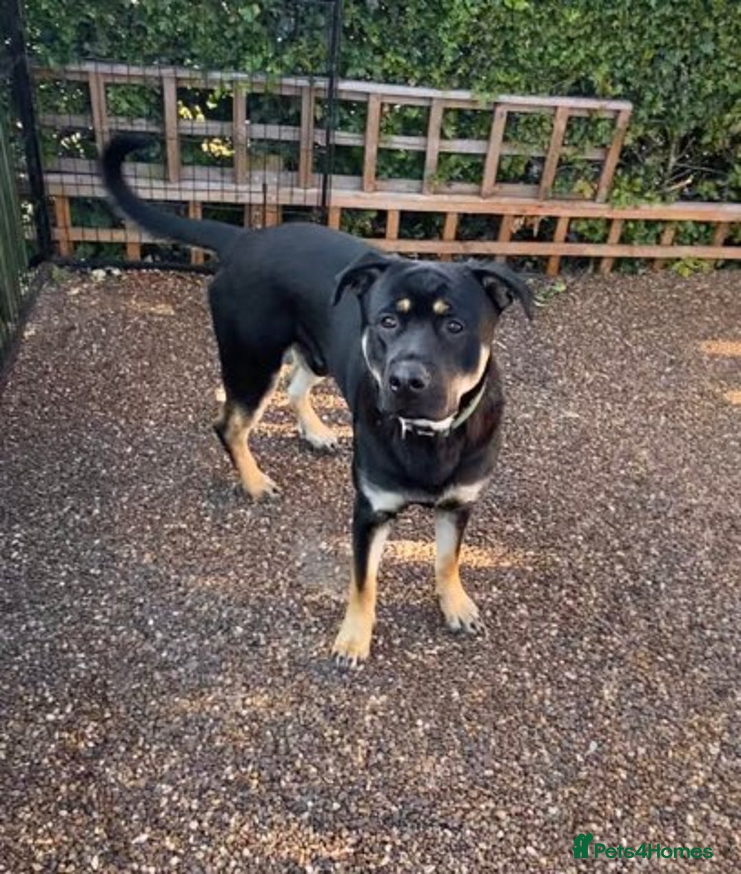 Mixed Breed dogs for sale: Rottweiler x GSD  - Image 3