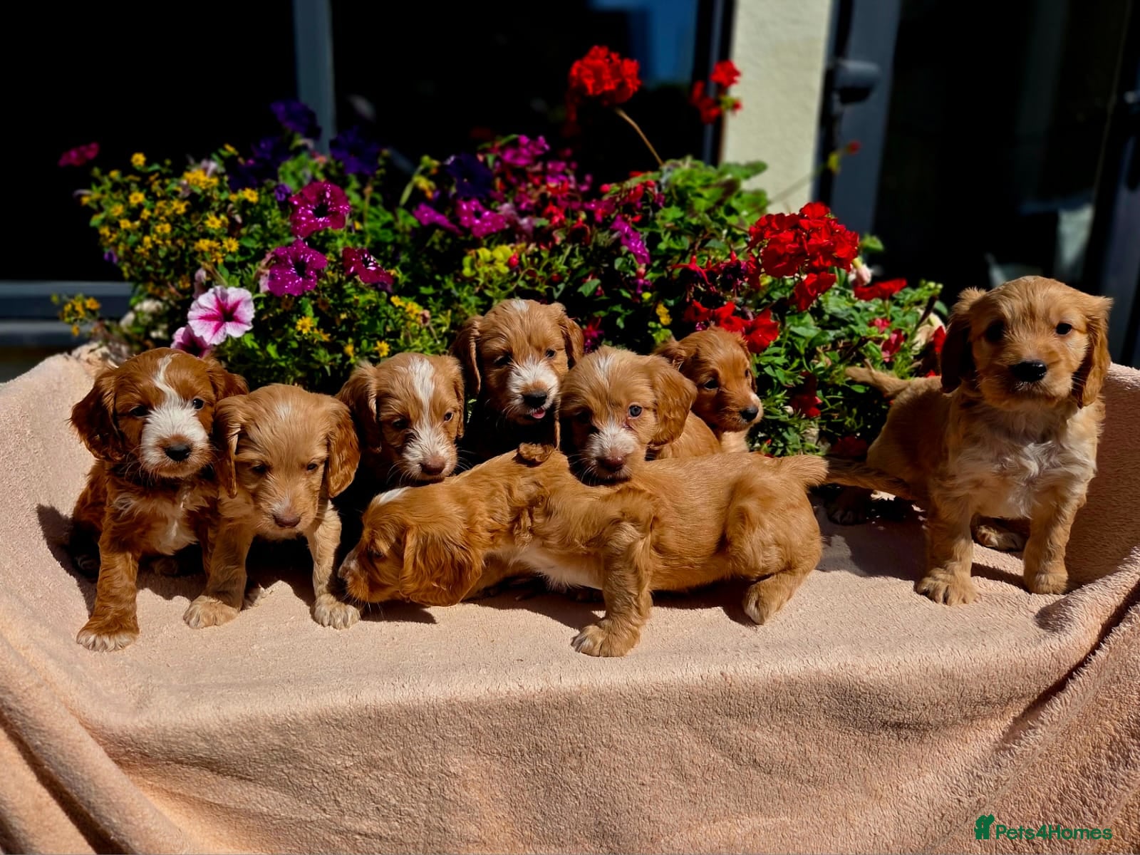 Cockapoo dogs for sale: Hereditary Clear F1 Cockapoos - Advert 1