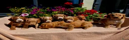 Cockapoo dogs for sale: Hereditary Clear F1 Cockapoos in Doncaster - Advert 1