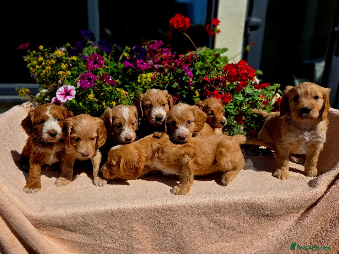 Cockapoo dogs for sale: Hereditary Clear F1 Cockapoos in Doncaster - Advert 1