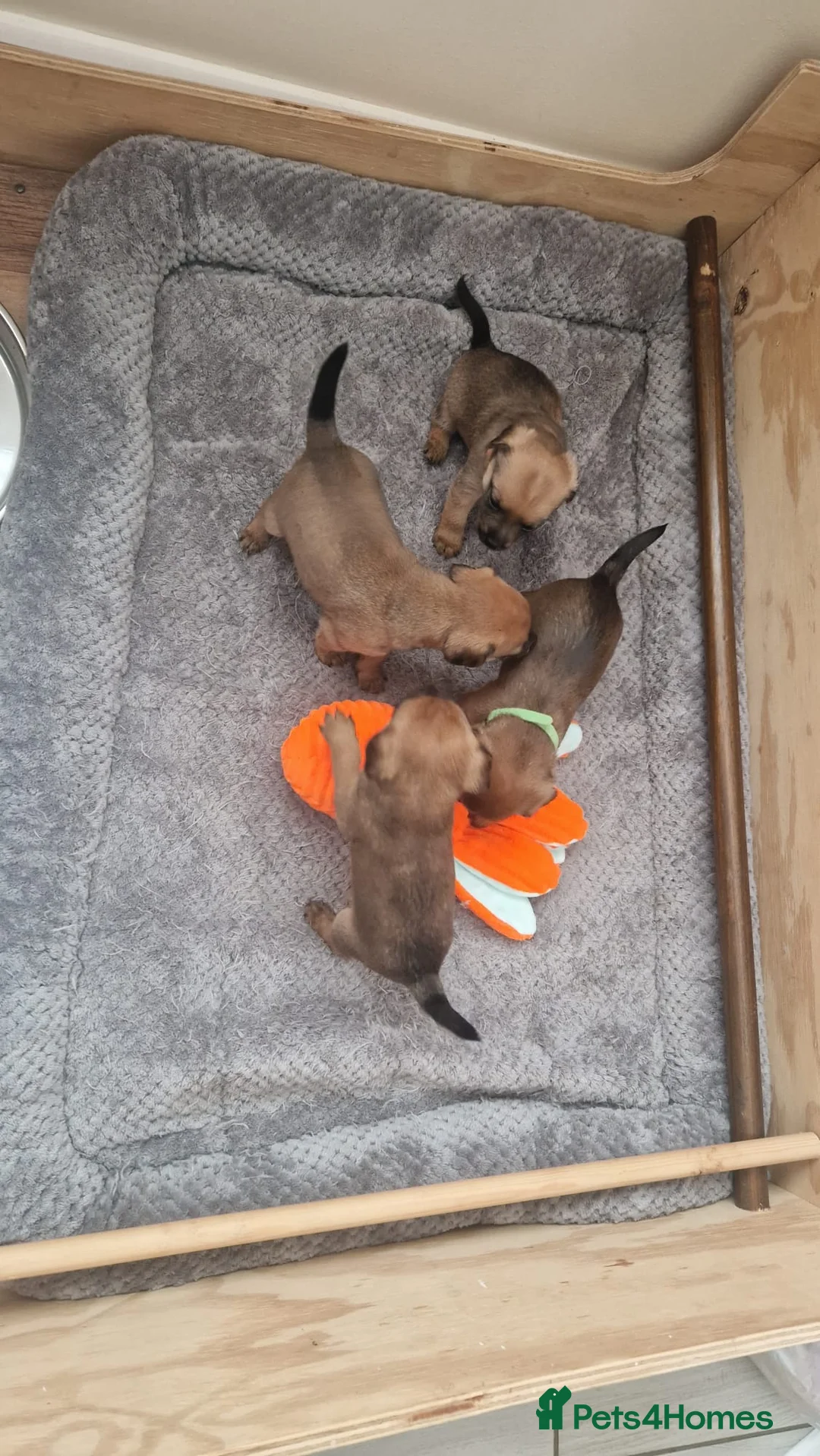 Mixed Breed dogs for sale: Border Terrier Cross Puppies - Advert 8
