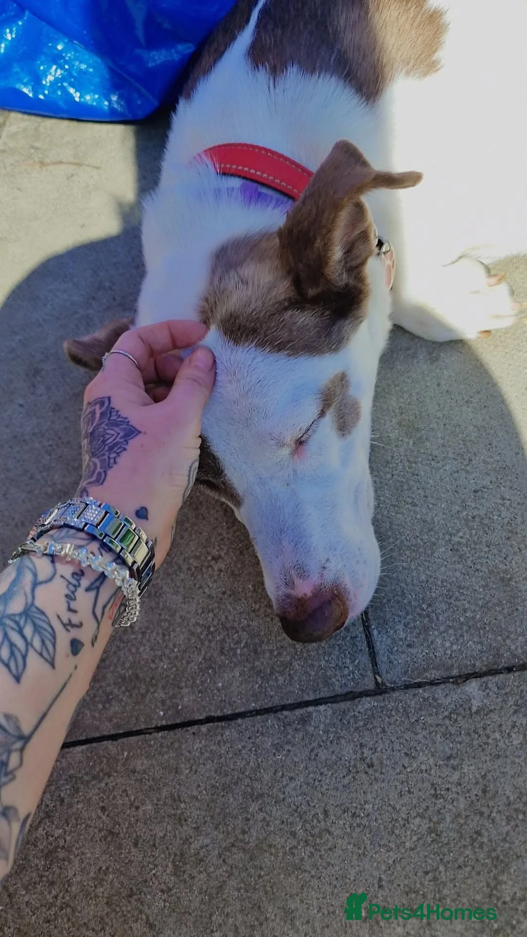 Mixed Breed dogs for sale: Having to urgently re-home  - Advert 4