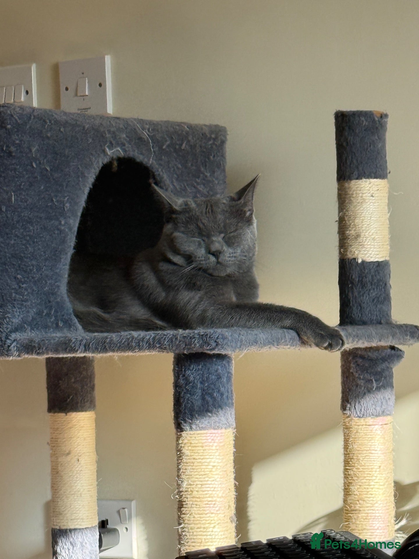 British Shorthair cats Lovely Male British Shorthair - Advert 13