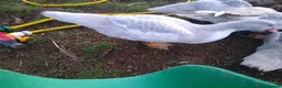 Ducks poultry for sale: 5 x muscovy females this years hatch - Advert 4