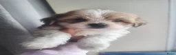 Mixed Breed dogs for sale: 3X HAVACHON PUPS FOR SALE 2X FEMALE 1X MALE in Walsall - Advert 2