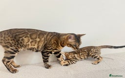 Bengal cats for sale: Stunning Bengal GIRL Kitten, TICA– ready 12/08/25 - Image 11