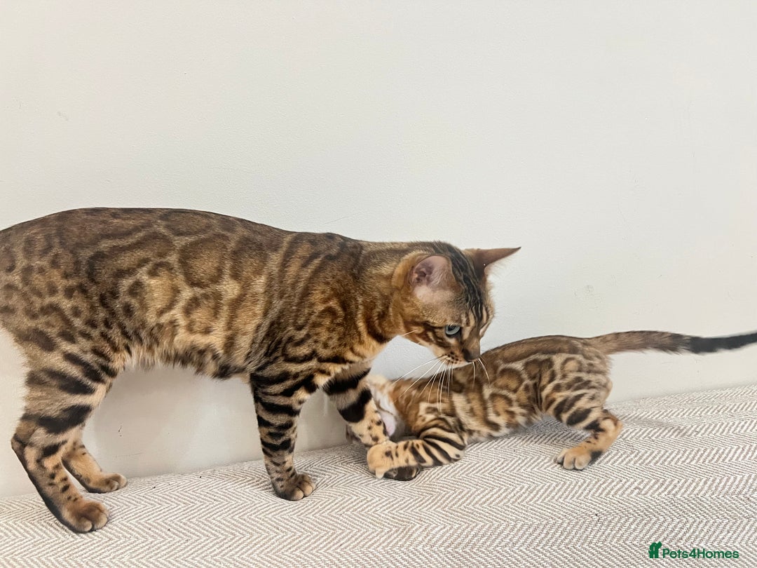 Bengal cats for sale: Stunning Bengal GIRL Kitten, TICA– ready 12/08/25 - Image 11