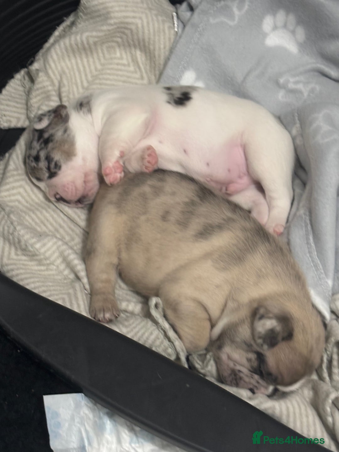 French Bulldog dogs for sale: Last in the litter looking for his new home  - Advert 6