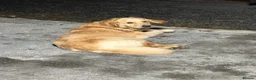 Golden Retriever dogs for sale: Gorgeous litter of 4G 5B pure golden retrievers.  - Advert 5