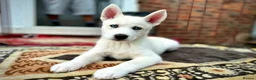 Siberian Husky dogs for sale: Beautiful puppies  - Advert 18
