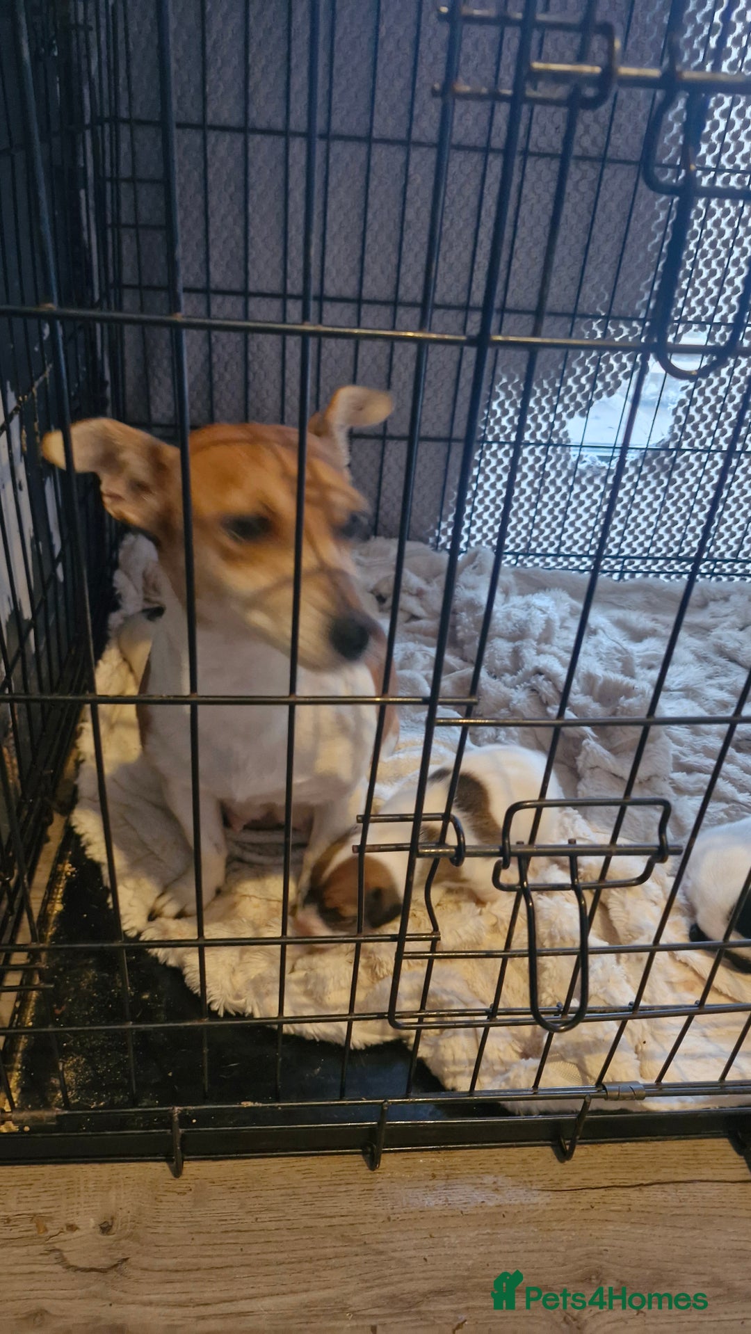 Jack Russell dogs for sale: Jack Russell puppies  - Advert 1