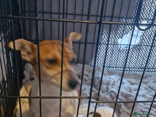 Jack Russell dogs Jack Russell puppies - Advert 1