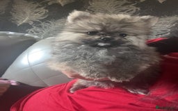 Pomeranian dogs for sale: Pomeranian  - Image 4