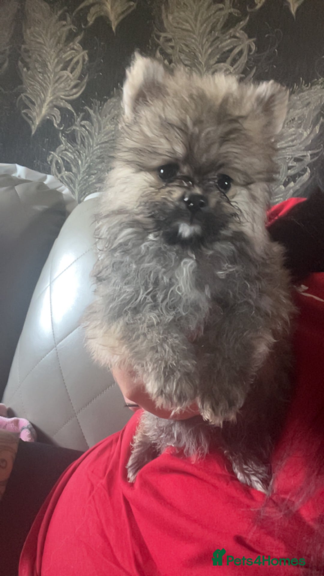 Pomeranian dogs for sale: Pomeranian  - Image 4