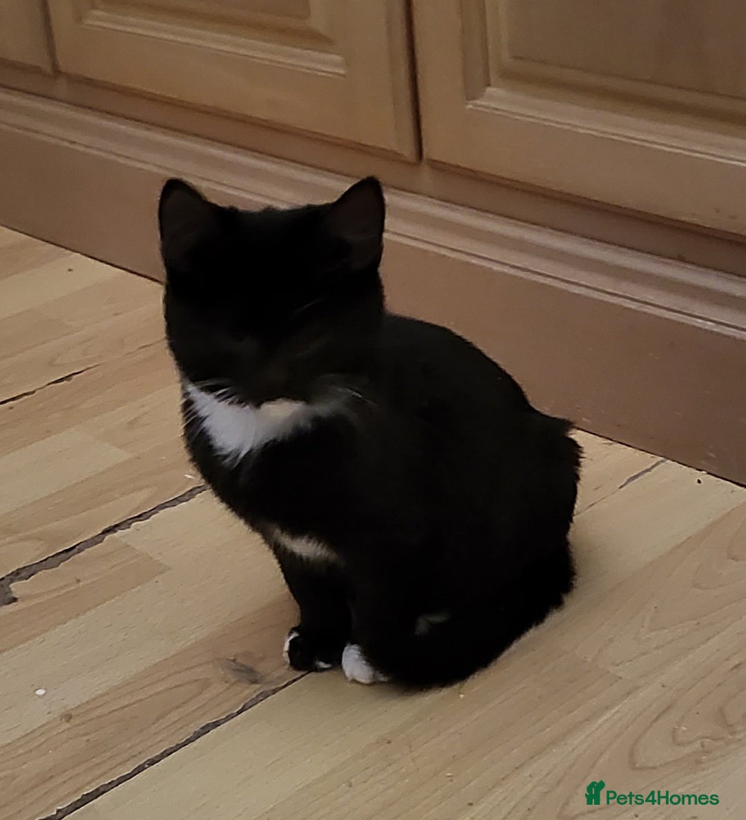 Mixed Breed cats for sale: Friendly playful kittens  - Advert 3