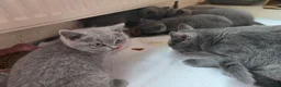 British Shorthair cats for sale: Purebred British Shorthair Kittens - 2 left! - Advert 8
