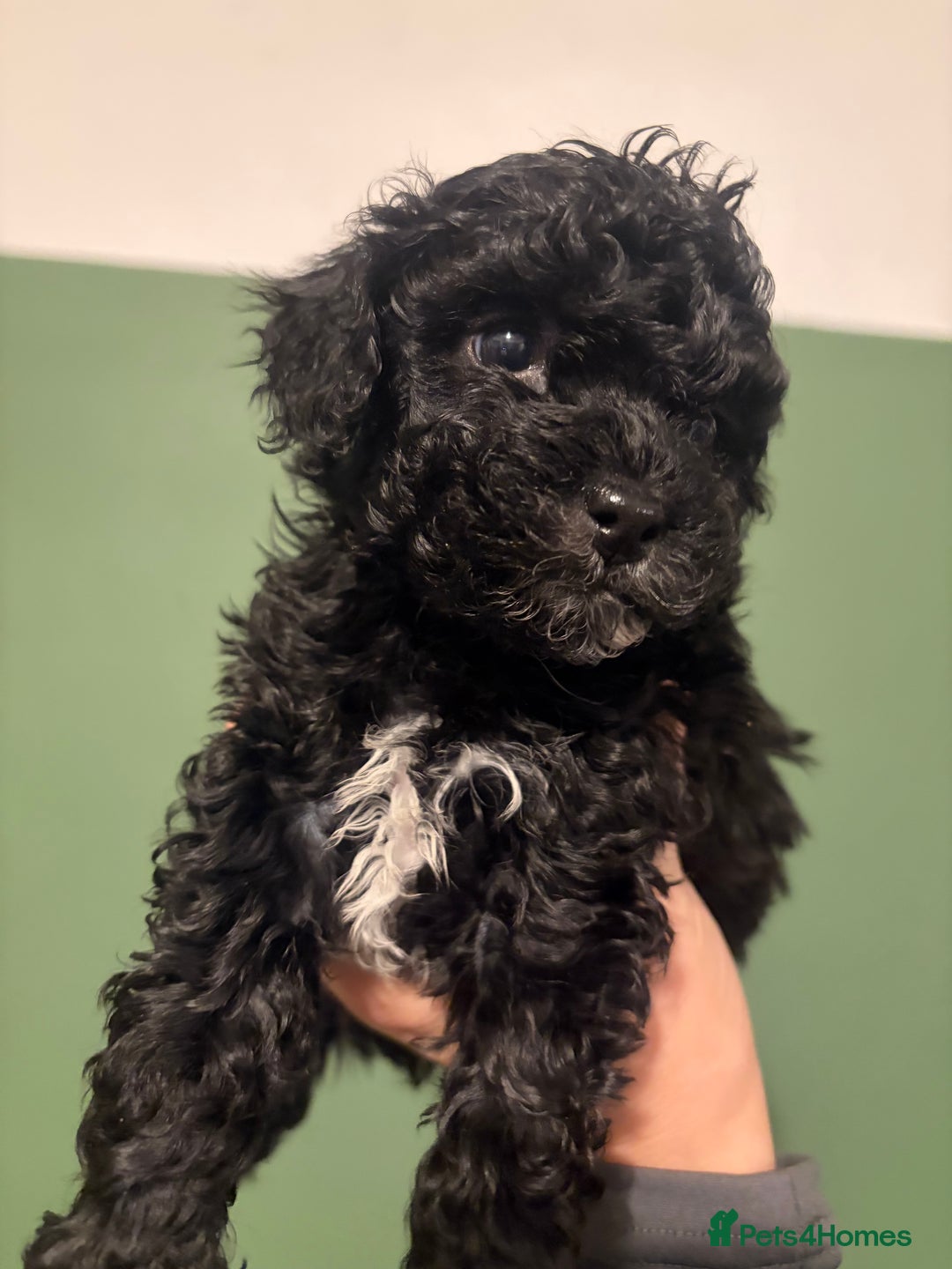 Lhasapoo dogs for sale: Three lhasapoo pups 2 girls & 1 boy  - Advert 10
