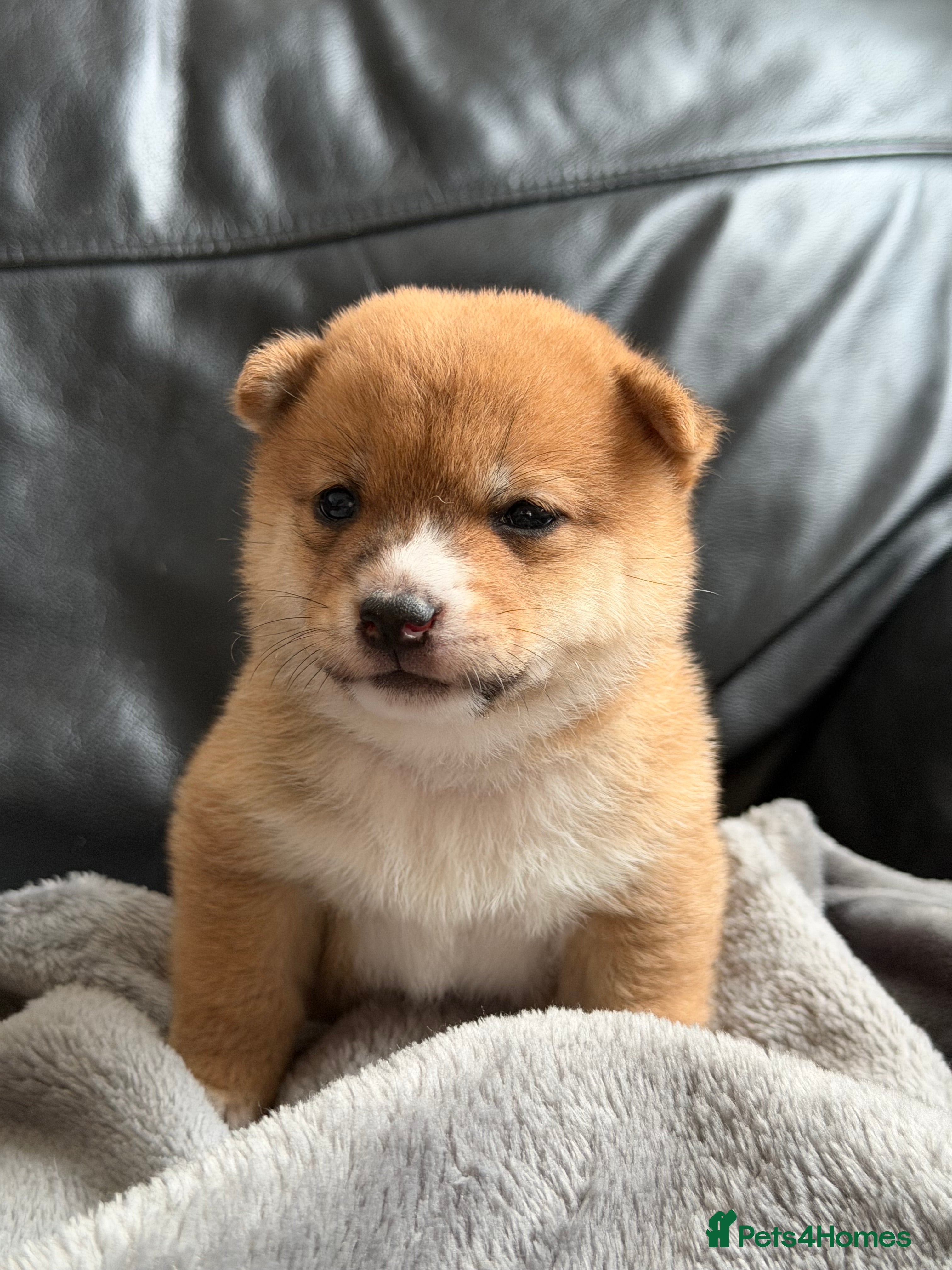 Japanese Shiba Inu dogs for sale: Japanese Mameshiba Inu Puppies Show Grade - Advert 5