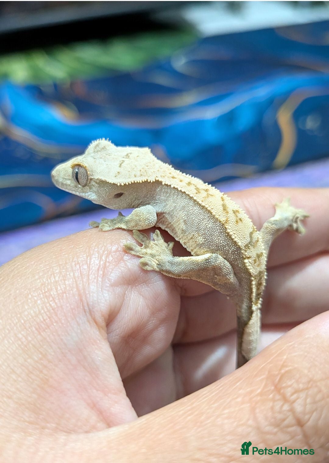 Gecko reptiles Various crested geckos  - Advert 1