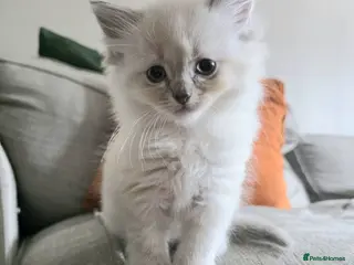 Ragdoll cats Ragdoll Lynx Point Kittens - Advert 1