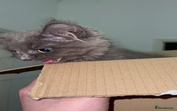 Mixed Breed cats for sale: Sweet Female Cats: Silver Tabby & Grey Longhair - Image 2
