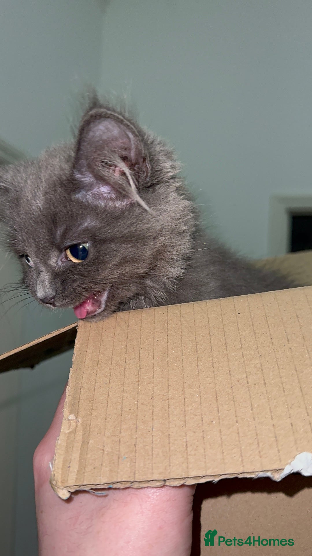 Mixed Breed cats for sale: Sweet Female Cats: Silver Tabby & Grey Longhair - Image 2
