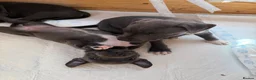 Staffordshire Bull Terrier dogs for sale: Blue staffordshire bull terrier puppies - Advert 7
