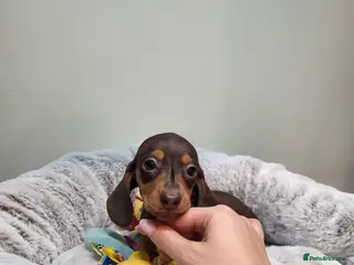 Miniature Dachshund dogs Kc Miniature Dachshunds puppies - Advert 15