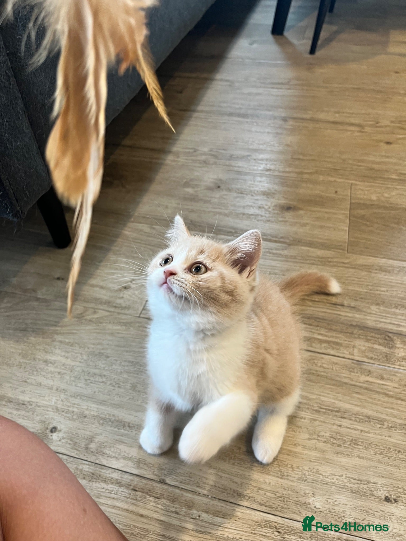 British Shorthair cats LAST GIRL - British Shorthair 💜🐾 - Advert 12