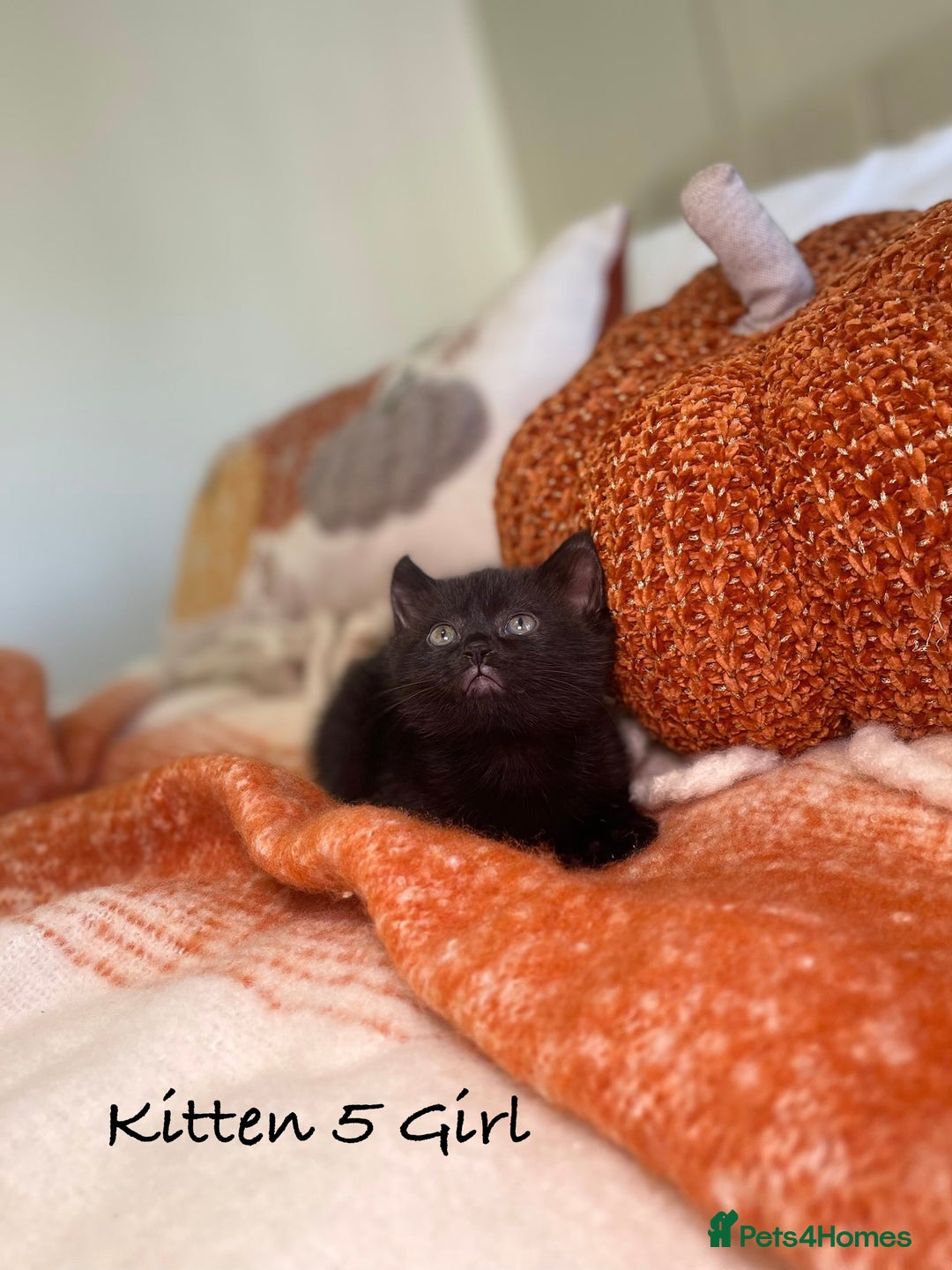 Mixed Breed cats for sale: Beautiful kittens 8 weeks old ready now  - Image 17