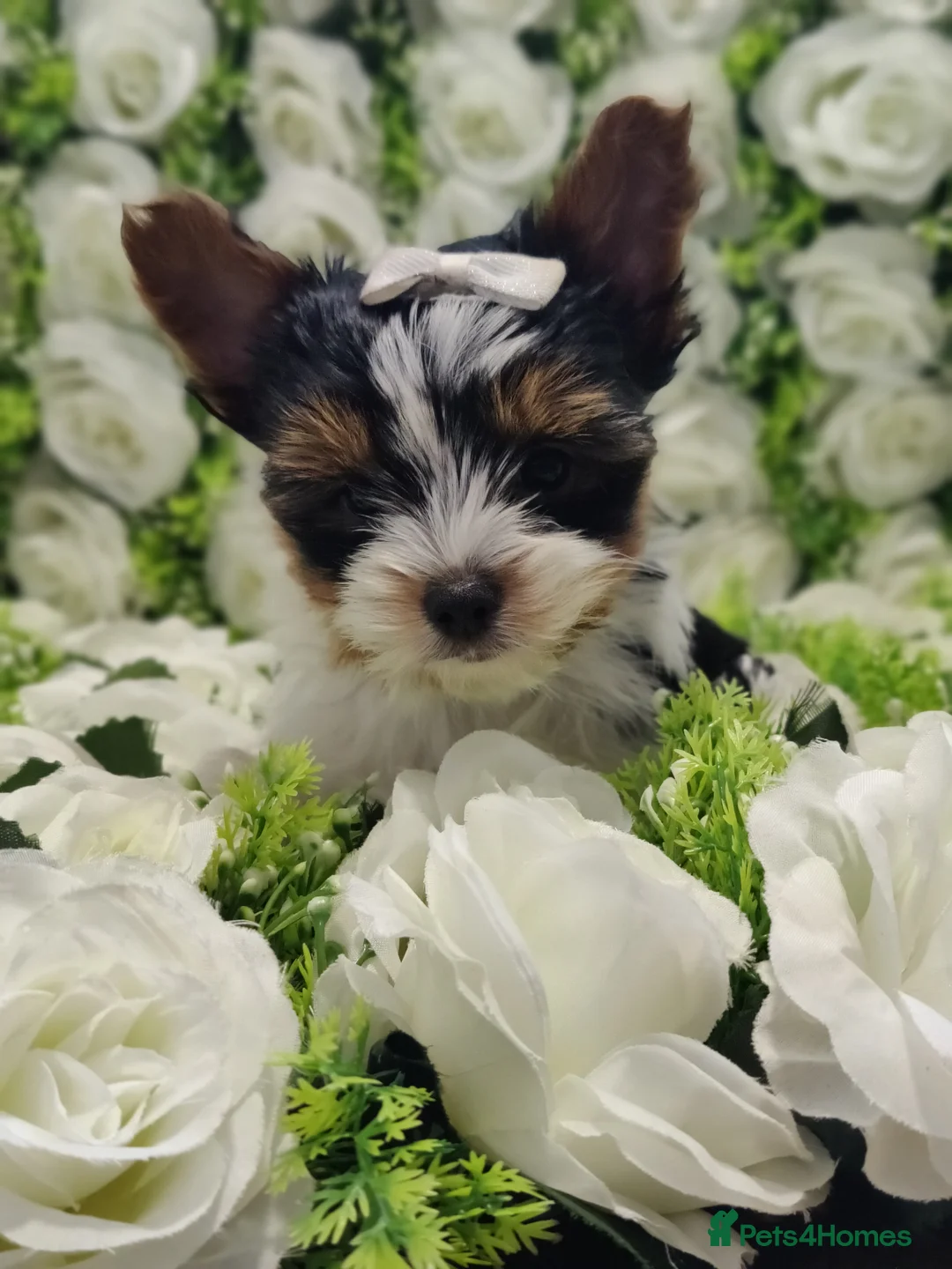 Yorkshire Terrier dogs for sale: Outstanding puppies ready for collection  - Advert 1