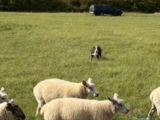 Border Collie dogs Red dog for stud - Advert 1