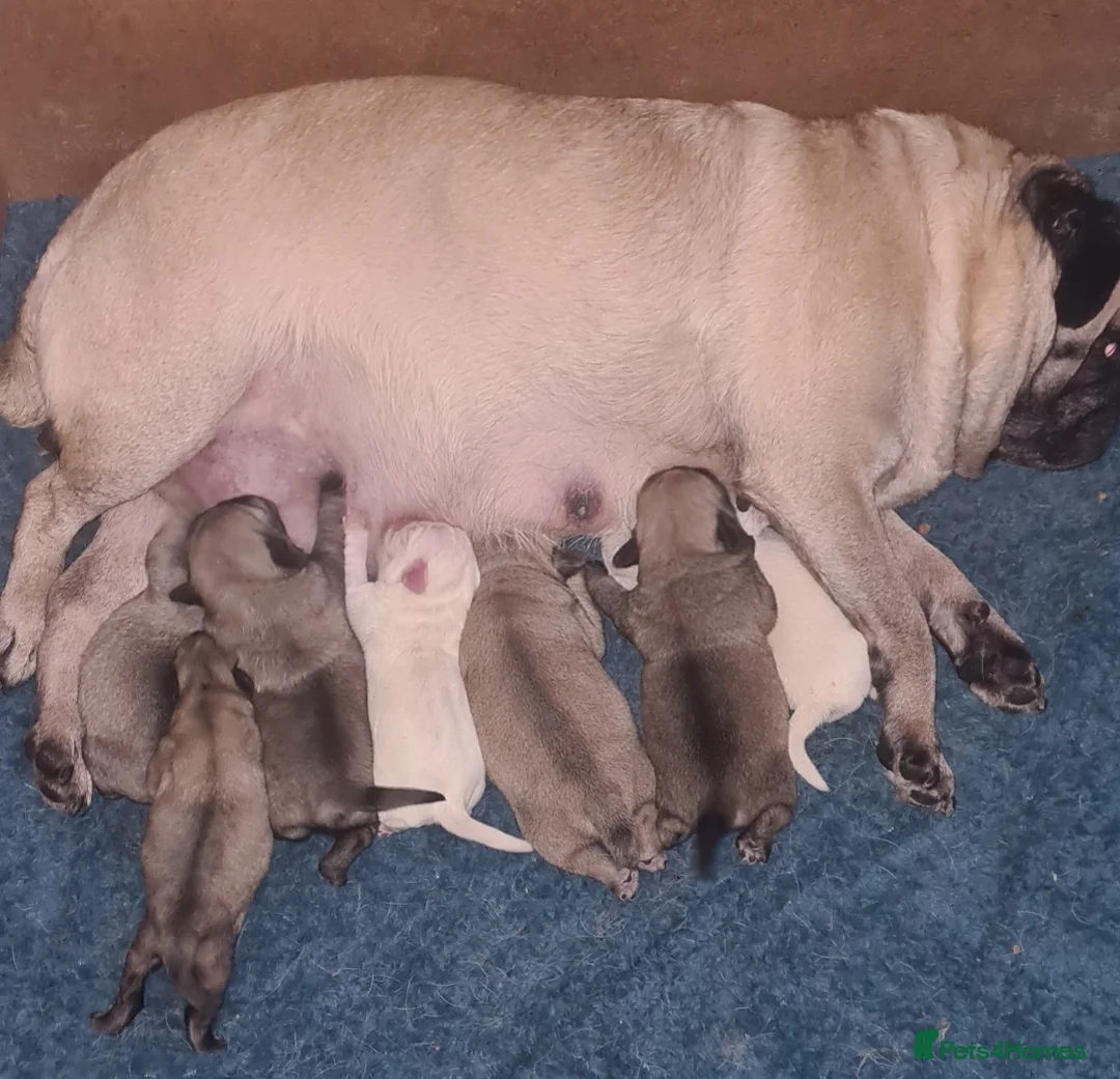 Pug dogs for sale: Pug puppies in Pontefract - Advert 1