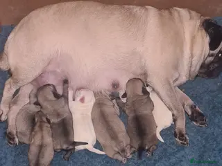 Pug dogs Pug puppies in Pontefract - Advert 1