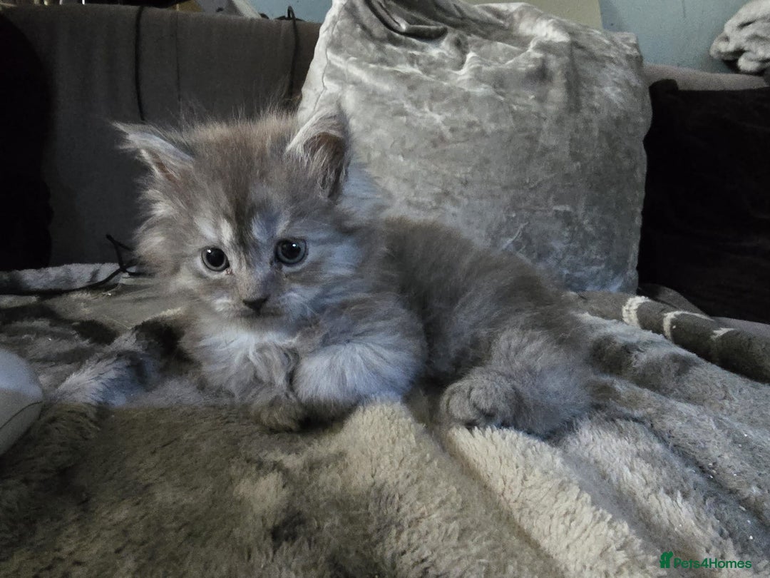 Persian cats for sale: 3 stunning Persian kittens ready now.  - Advert 29