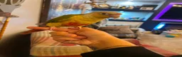 Conures birds for sale: Male pineapple conure  - Advert 5
