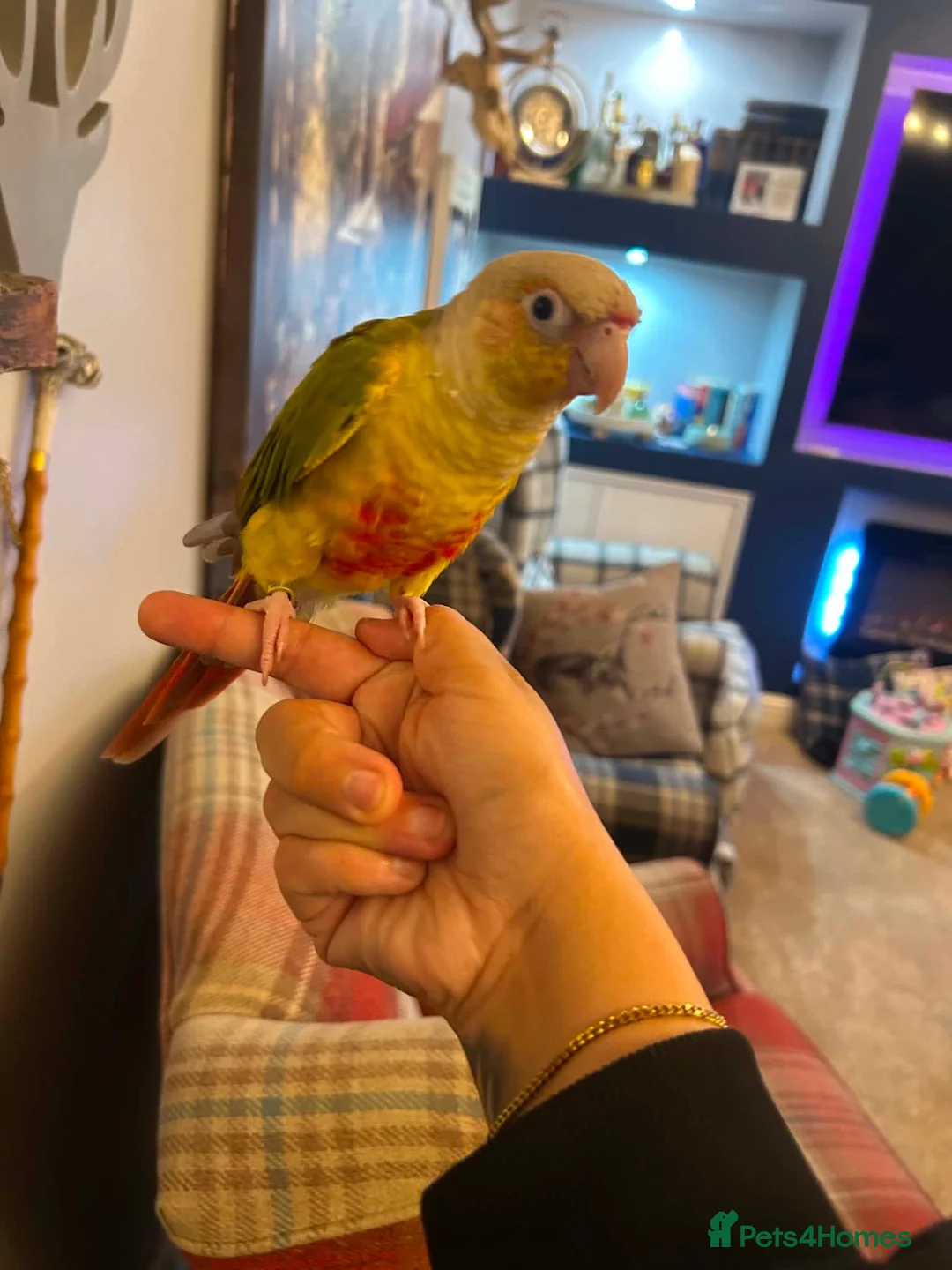 Conures birds for sale: Male pineapple conure  - Advert 5