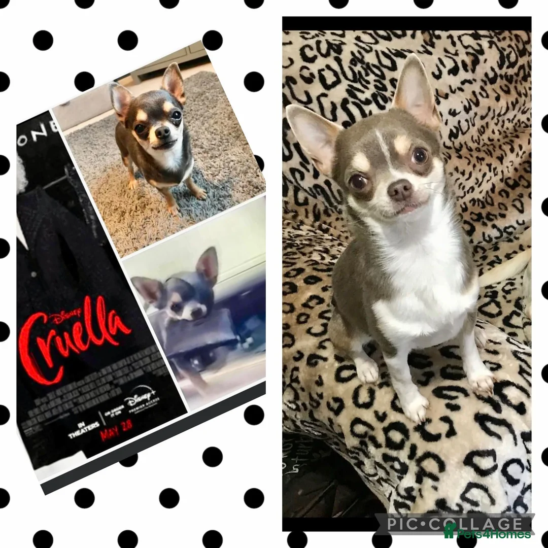 Chihuahua dogs for stud: KC BOYS LILAC, CHOCOLATE , BLUE , BOYS AVAILABLE. in Mansfield - Advert 18