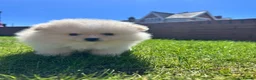Pomeranian dogs for sale: Double Champion Lines Pomeranian KC Reg - Advert 6