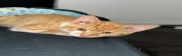 Mixed Breed cats for sale: Mixed breed kittens  - Advert 5