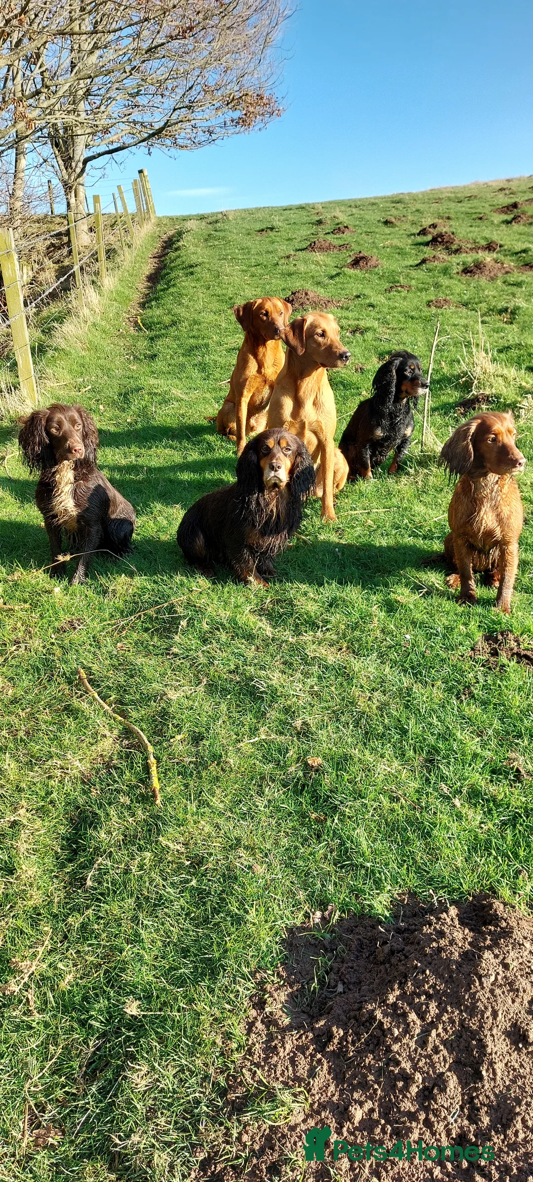 Labrador Retriever dogs for stud: Fox red working stud in Morpeth - Advert 9