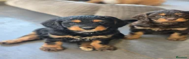 Cavapoo Puppy 9