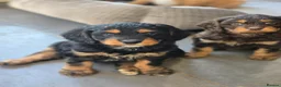 Cavapoo dogs for sale: Health tested Standard (cuddle) Cavapoos - Advert 31
