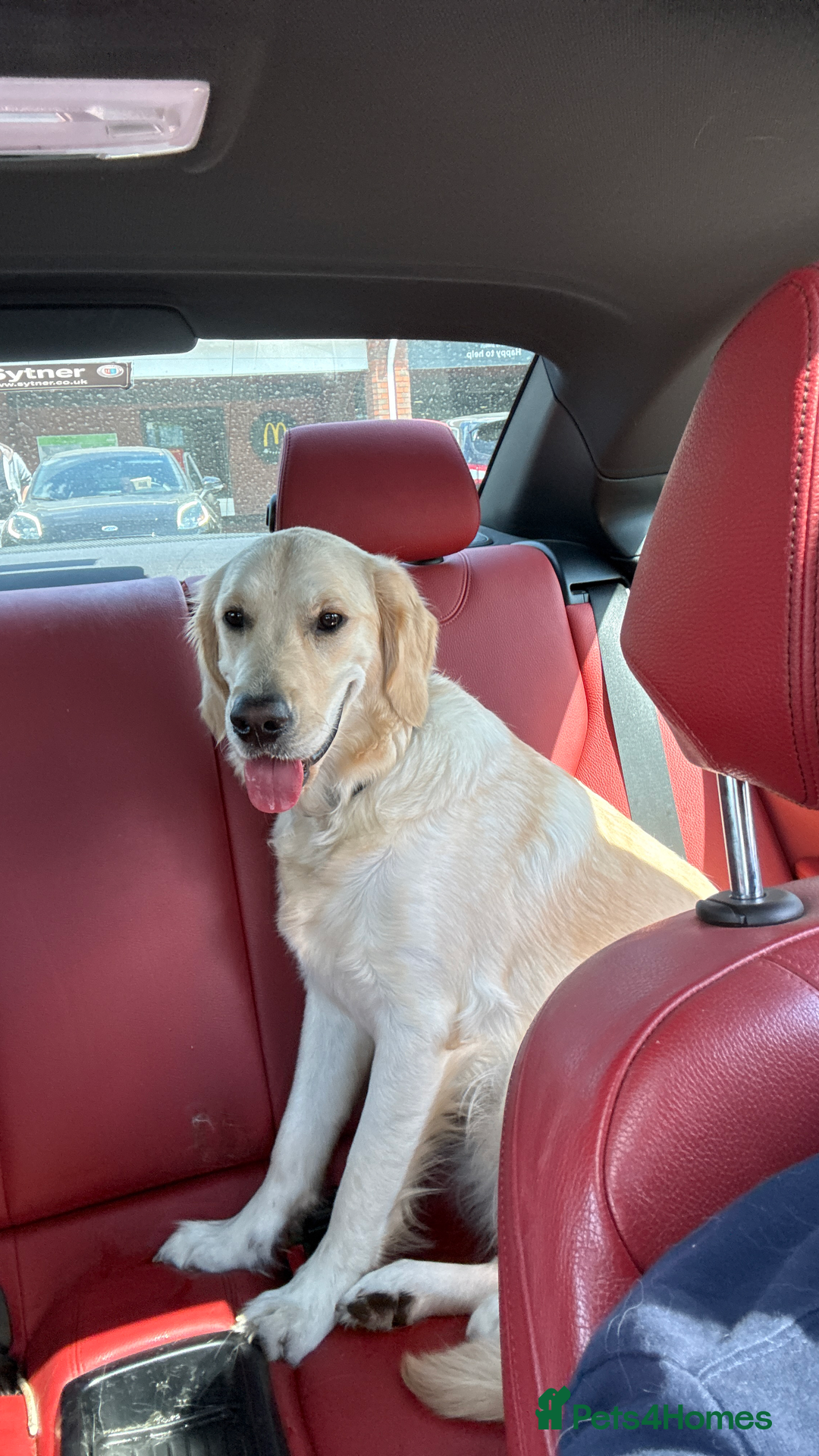 Golden Retriever dogs for sale: 1 year old female golden retriever  - Image 4