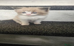 Ragdoll cats for sale: Ragdoll kittens - Image 3