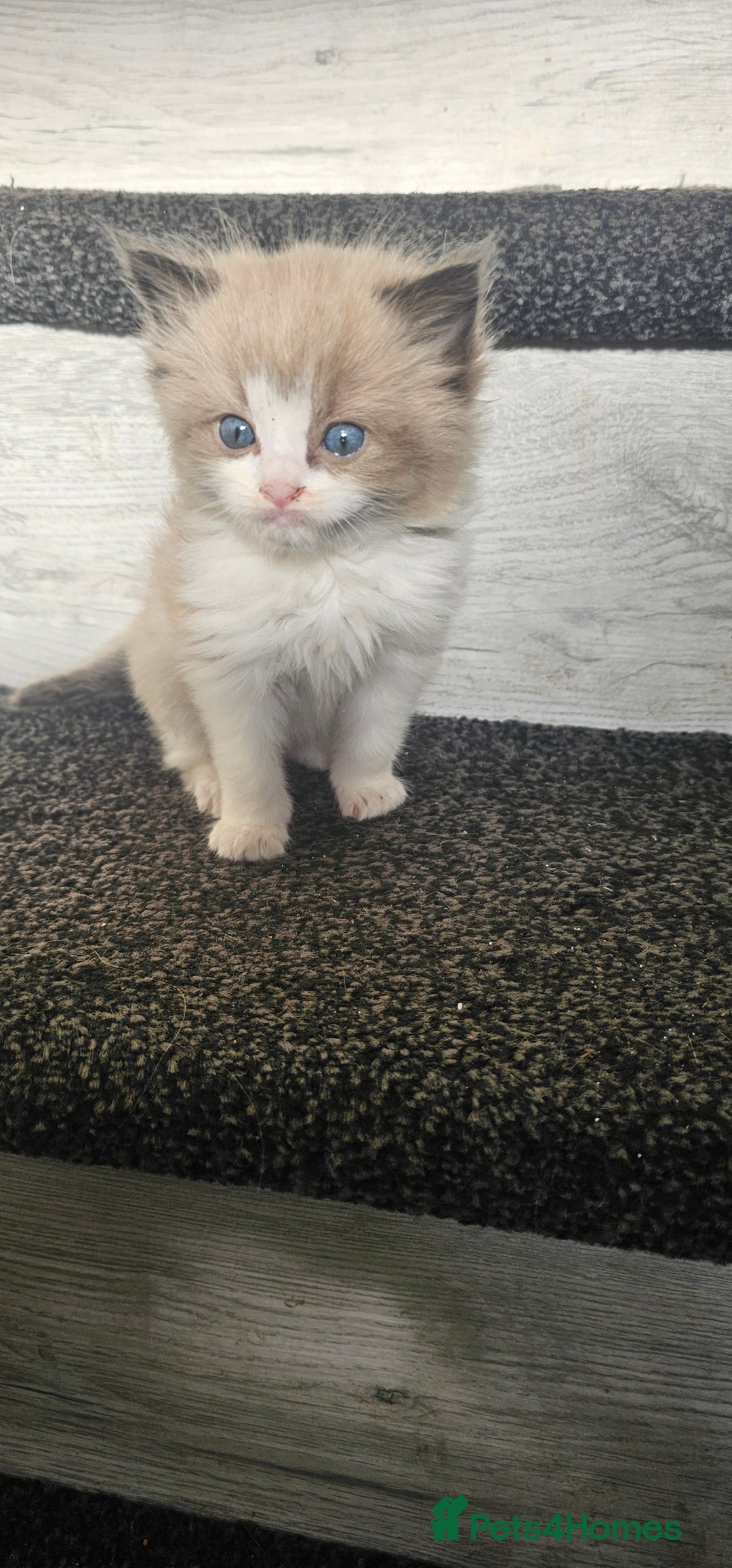 Ragdoll cats for sale: Ragdoll kittens - Image 3